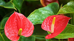 For optimal growth of your anthurium, make sure you set it in a warm and light area. How To Grow Anthuriums Indoors Or Outdoors Dengarden