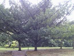 Image result for Pentadesma