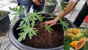 Check spelling or type a new query. Panduan Lengkap Cara Menanam Pepaya Dalam Pot Agar Cepat Berbuah Di Rumah Bagi Pemula Faunadanflora Com