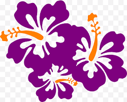 Purple magic tropical hibiscus plant in 4 5 pot. Purple Hibiscus Png Images Klipartz