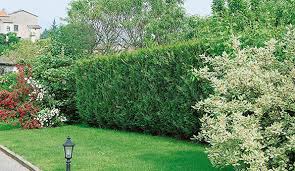 Rose of sharon grows in usda plant hardiness zones 5 through 9 in a vase. Fast Growing Hedges For Privacy Instanthedge Blog