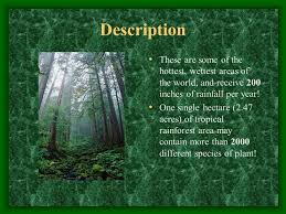 Tropical rainforests are home for certain indigenous groups of tribes. Tropical Rainforest By Michaela A Rankins Description These Are Some Of The Hottest Wettest Areas Of The World And Receive 200 Inches Of Rainfall Ppt Download