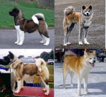 Akita Dog Wikipedia