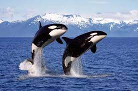 Có thể moi gan của cá mập trắng, vì sao cá voi sát hủ không tấn công con người? | VnReview - Cộng đồng đánh giá, tư vấn sản phẩm và thông