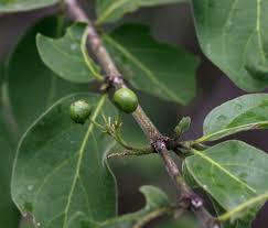 Image result for Psydrax livida