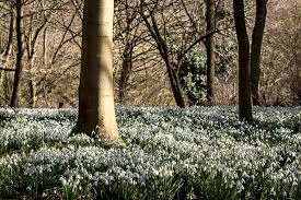 Galanthus (from ancient greek γάλα, + ἄνθος ), or snowdrop, is a small genus of approximately 20 species of bulbous perennial herbaceous plants in the family amaryllidaceae. Snowdrop Gardens To Visit This February The English Garden