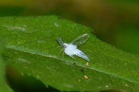 Maybe you would like to learn more about one of these? Fuzzy White Flying Bugs Nature Posts