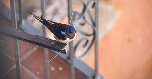 Wildlife removal services include mice and rat removal and control, bird. Bird Removal San Diego Cliff Swallow Biology I Wildlife Removal Services