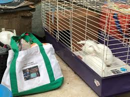 Maybe you would like to learn more about one of these? Rent A Rabbit Winterpast Farm