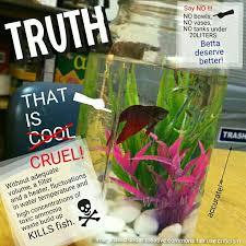 Pin By Asulia Choi On Mom Can I Please Get A Fish Betta Fish Betta Fish Tank Betta Fish Care