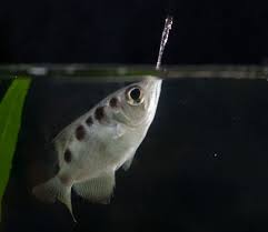Image result for Archer Fish