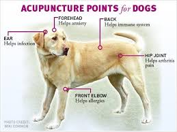 Acupuncture Points For Dogs Animal Reiki Acupuncture