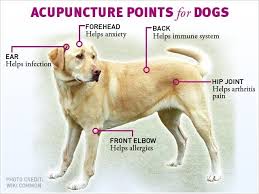 acupuncture points for dogs animal reiki acupuncture