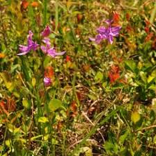 Image result for Floscopa tuberculata