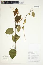 Image result for Cordylostigma virgatum