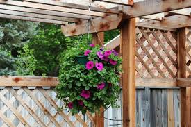 Escogiendo algunas plantas colgantes adecuadas y siguiendo. Plantas Colgantes Para Balcon Que Plantas Colgaran En El Balcon