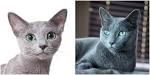 Is My Cat A Russian Blue?