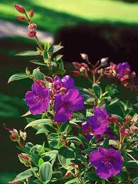 All of our flowers are grown in the most pristine farms from all around the world. Princess Flower Glory Bush Hgtv