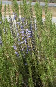 Image result for Rosmarinus officinalis