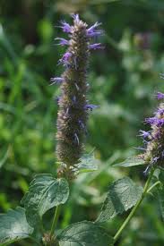 With purple spring onions and a burst of flavor from lemon zest, this delicious dish has us smiling from ear to ear. Agastache Rugosa Wikipedia