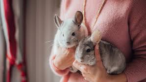 Chinchillas are known around the world for their soft, luxurious and extremely dense fur. Chinchillas Are Fun And Friendly