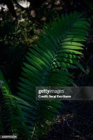 Image result for Encephalartos aplanatus