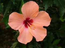 11/01/2019 16:17:15 accentazione e pronuncia dei nomi botanici. Fiori Estivi I 10 Resistenti Al Sole Da Piantare In Giardino