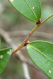 Image result for Dovyalis lucida