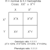 In females two copies of each gene can affect phenotype. 1