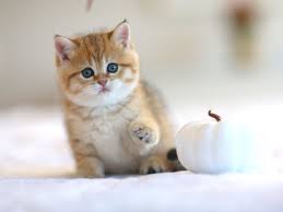 Black And White British Shorthair Cat British Shorthair Kitten For Sale In Usa Jerry Lorettabritish Black Golden Shaded Color With G British Shorthair Kittens British Shorthair Cats Kittens Cutest