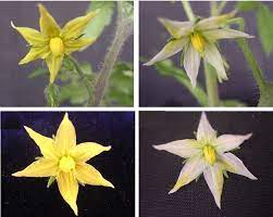 Tomato plants produce flowers that are both complete (containing all four basic layers) and perfect (having both male and female reproductive parts). Silencing Of Pds In The Flowers Of Tomato Plants Infection Of Tomato Download Scientific Diagram