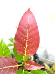 Image result for Ficus ingens