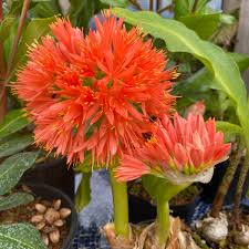 Image result for Scadoxus pole-evansii