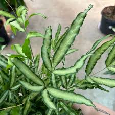 Image result for Pteris cretica