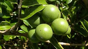 Image result for Strychnos mellodora