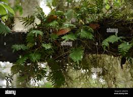 Image result for Polyphlebium borbonicum