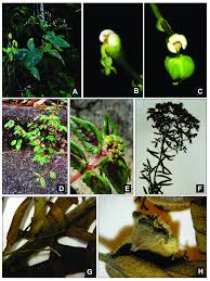 Image result for Euphorbia ophthalmica