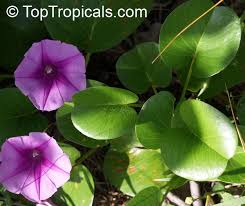 Image result for Ipomoea venosa