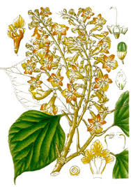 Gmelina, peuplier d'afrique, yemane (fr). Gmelina Arborea Gmelina Snapdragon White Teak Pfaf Plant Database