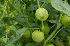 Maybe you would like to learn more about one of these? How To Grow Tomatillos