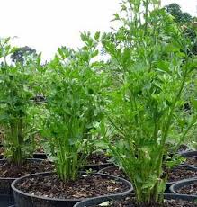 Seledri Berkebun Di Kota Ide Berkebun Tanaman