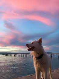 Aesthetic Dog Wallpapers Wallpaper Cave Download and use 10,000+ aesthetic wallpaper stock photos for free. aesthetic dog wallpapers wallpaper cave