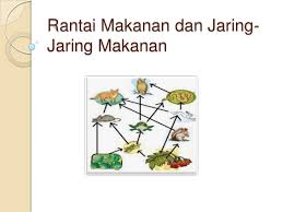 Rantai makanan adalah jalur makan dan dimakan dari organisme pada suatu tingkat trofik ke tingkat trofik berikutnya yang membentuk urutan dan arah tertentu. Buatlah Contoh Rantai Makanan Dan Jaring Jaring Makanan Berbagai Contoh