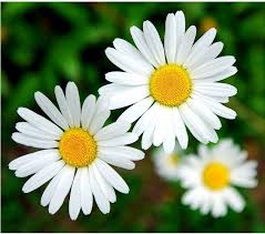 صور واتس اب ورود خلفيات للواتس اب ورد ابيض احمر Daisy Love Beautiful Wallpapers Backgrounds Iphone Wallpaper Tumblr Aesthetic