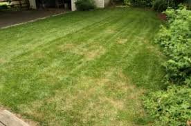 If you continue to worry about not plant a lawn because of dry weather, you could try our drought resistant grass seed, drought buster. Watering Your Lawn Green Man Lawn Care