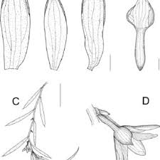 Image result for Stolzia cupuligera