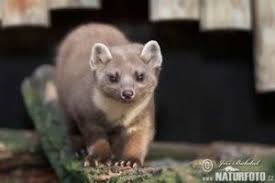 Bec supérieur abîmé, tous comme zag!! Les Predateurs Des Poules Les Connaitre Et Les Identifier