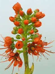 Image result for Greyia