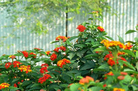Image result for Lantana camara