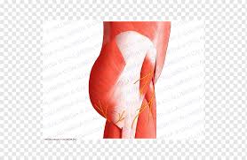 Pelvic floor muscles located wholly within the pelvis. Pelvis Anatomy Nerve Muscle Hip Rectus Femoris Function Anatomy Arm Human Body Png Pngwing